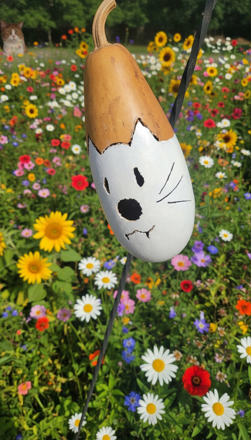 Birdhouse gourd - Medium sized