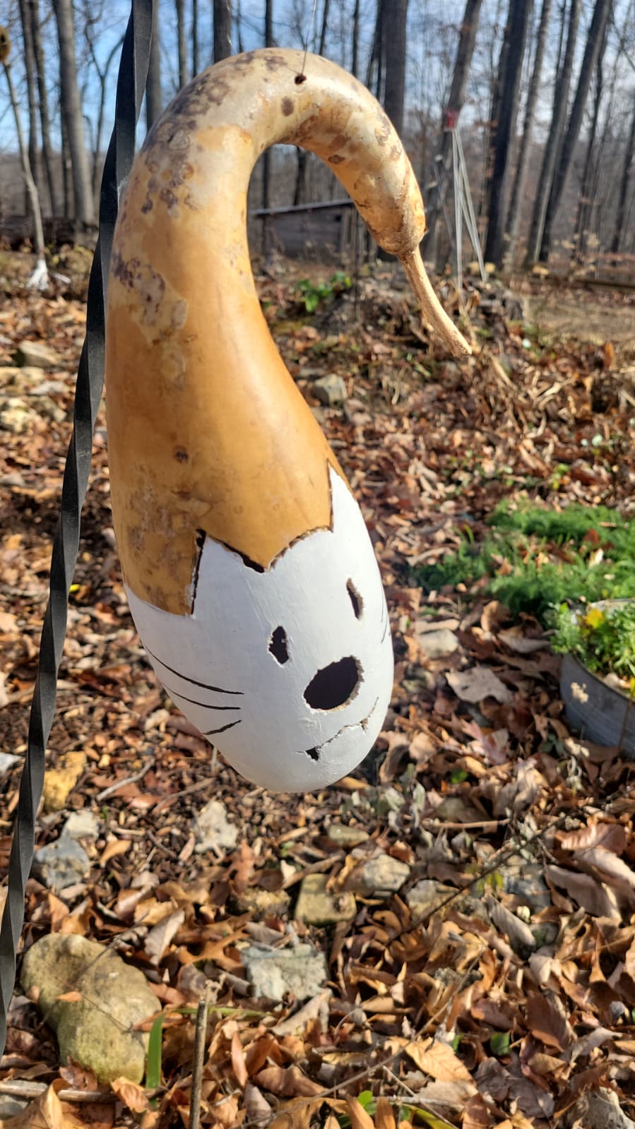 Birdhouse gourd - Medium sized