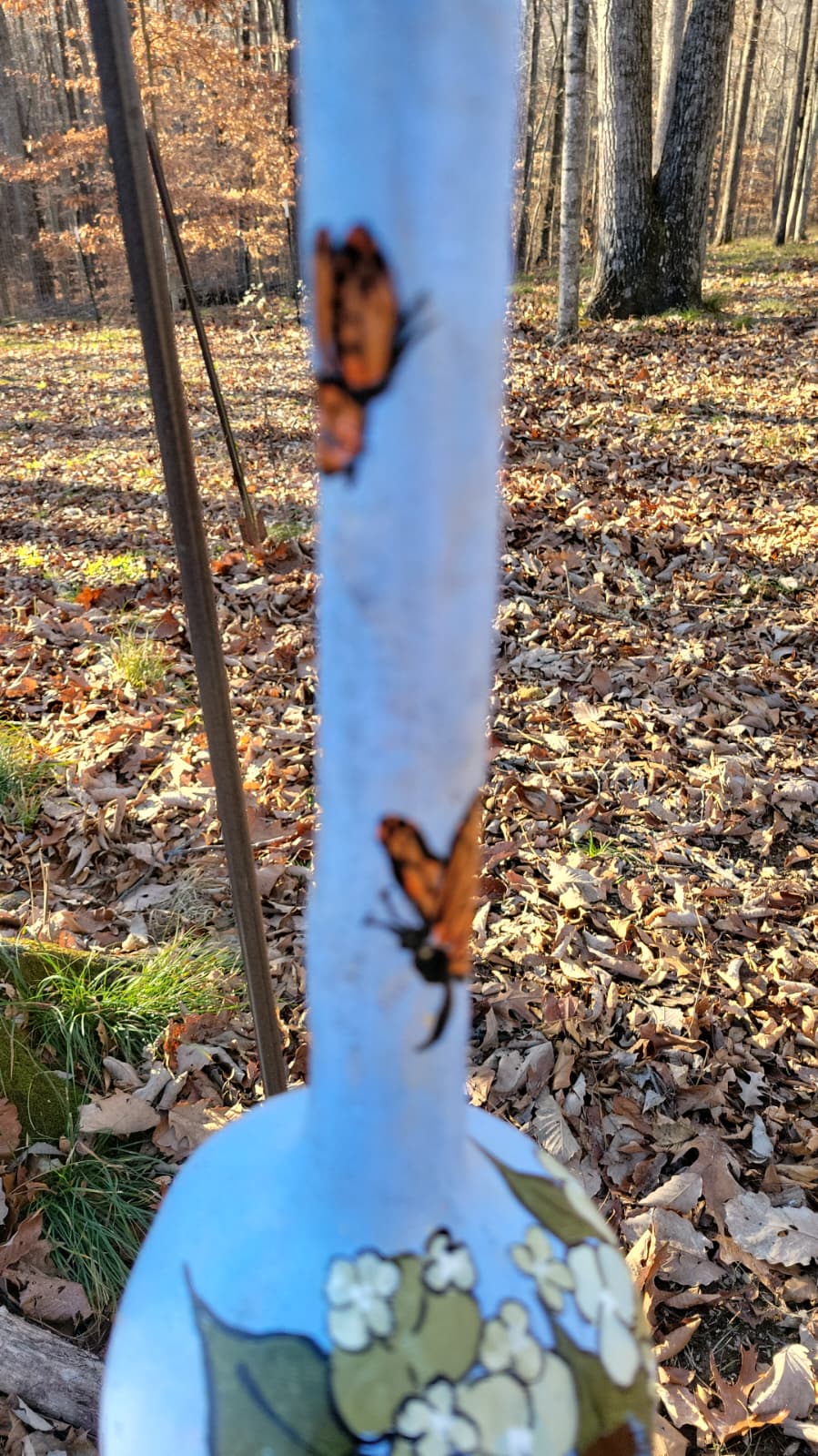 Birdhouse gourds (over 12" tall)