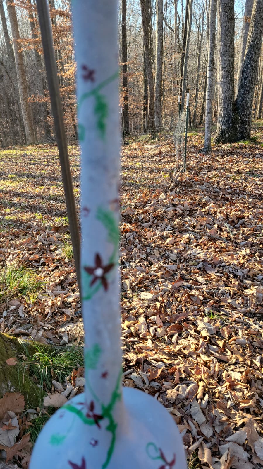 Birdhouse gourds (over 12" tall)