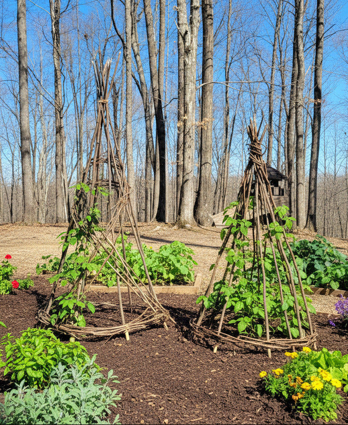 Garden Trellis