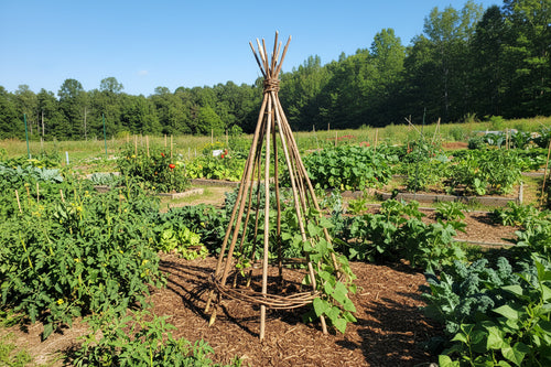 Garden Trellis